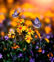 whatsapp dp flowers with butterfly