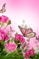 whatsapp dp flowers with butterfly