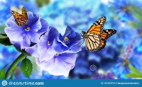 whatsapp dp flowers with butterfly