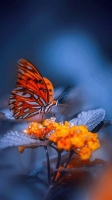 whatsapp dp flowers with butterfly