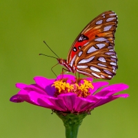 whatsapp dp flowers with butterfly
