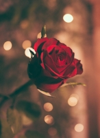 whatsapp dp rose