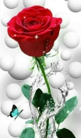 whatsapp rose dp