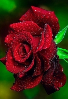 whatsapp rose dp