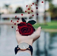 whatsapp rose dp