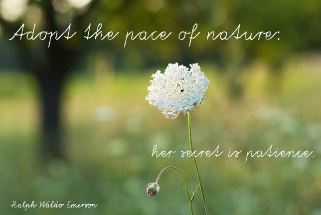 Nature Quotes