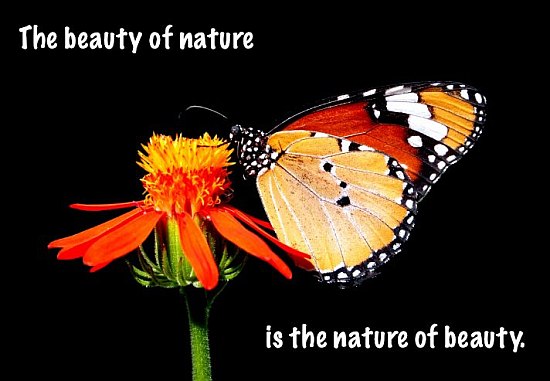 Beauty Of Nature Quotes
