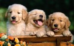 Dog Wallpaper