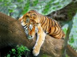 Tiger Wallpaper